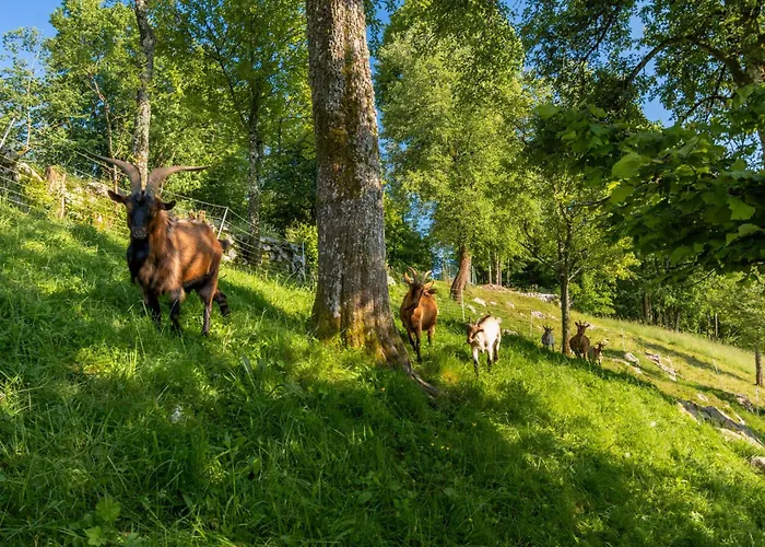 Casa vacanze Homes Pr Pelaku With Outdoor Sauna *