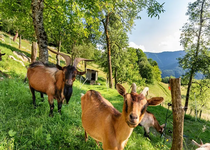 Vakantiehuis Homes Pr Pelaku With Outdoor Sauna Slap ob Idrijci